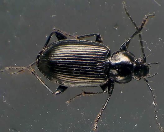 Agonum emarginatum